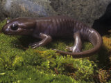 Brown Salamander  Ambystoma Gracile Gracile  California  USA