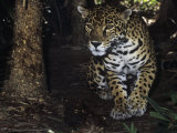 Jaguar Stalking  Panthera Onca  Central America