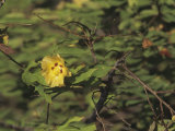 Galapagos or Darwin's Cotton (Gossypium Darwinii)  Galapagos Islands  South America