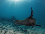 South African Fur Seal Swimming (Arctocephalus Pusillus Pusillus)  South Africa