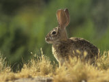 Desert Cottontail Rabbit (Sylvilagus Audubonii)  Southwestern USA