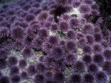 Purple Sea Urchin (Strongylocentrotus Purpuratus)  Pacific Coast of North America