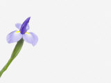 Iris Flower
