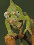 Usambara 3-Horn Chameleon  Chamaeleo Deremensis