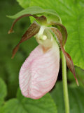 Lady Slipper Flower (Cypripedium Acaule)  a Native Orchid  USA
