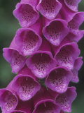 Foxglove Flowers  Digitalis Purpurea  North America