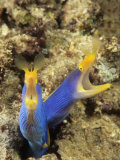 Pair of Blue Ribbon Eels  Rhinomuraena Quaesita  Indonesia