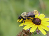 Bee-Like Robber Fly (Laphria Flavicollis)