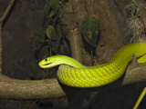 Green Mamba