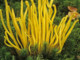 Yellow Coral Mushroom  Clavulina  Growing on the Forest Floor Among Mosses  Eastern USA