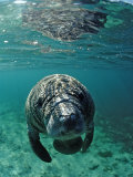 West Indian Manatee  Calf  Trichechus Manatus Latirostris  Usa  Florida  Fl  Crystal River