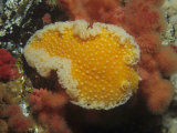 Tochni Nudibranch  Tochuina Tetraquetra  Pacific Northwest of North America  Pacific Ocean
