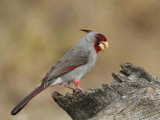 Pyrrhuloxia  Cardinalis Sinuatus  Male  Southwestern USA