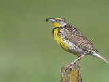 Western Meadowlark with an Insect in its Bill (Sturnella Neglecta)  North America