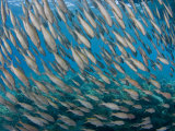 Yellowfin Goatfish School (Mulloidichthys Vanicolensis)  Hawaii  USA