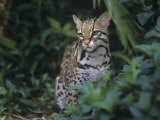 Ocelot  Felis Pardalis  a Threatened Species of Wild Cat  Southern Usa into South America