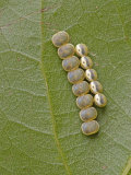 Saturnid Moth Eggs or Ova (Copaxa Decreasens) Ecuador