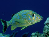French Grunt (Haemulon Flavolineatum) Caribbean