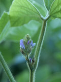 Soybean in Flower  Glycine Max