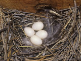 Violet-Green Swallow Nest with Four Eggs  Tachycineta Thalassina  North America