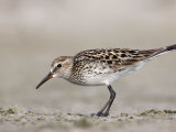 White-Rumped Sandpiper in Breeding Plumage (Calidris Fuscicollis) Florida  USA