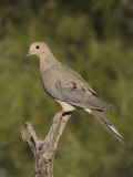 Mourning Dove (Zenaida Macroura) on a Snag  North America