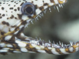 Close-Up of a Dragon Moray Eel Head and Teeth  Muraena Pardalis  Hawaii  USA