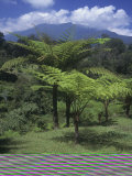 Tree Ferns  Cyathea Contaminans  Malaysia  Asia