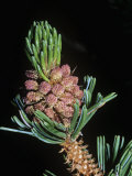 Male  Staminate or Pollen  Cones on a Bristlecone Pine  Pinus Longaeva  California USA