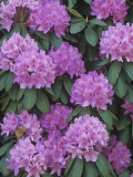 Flowering Rosebay Rhododendron  Rhododendron Maximum  Eastern North America