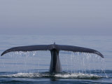 Blue Whale Tail Fluke (Balaenoptera Musculus)  Baja California  Mexico