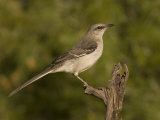 Northern Mockingbird (Mimus Polyglottos) on a Snag  North America