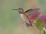 Calliope Hummingbird (Stellula Calliope)MaleSmallest Hummingbird Which Migrates to United States