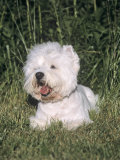 West Highland White Terrier Variety of Domestic Dog