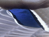 Mallard Duck Speculum Feathers (Anas Platyrhynchos)  North America