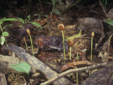 Seedlings and Decaying Leaves on the Floor of a Tropical Rainforest  Malaysia  Southeast Asia