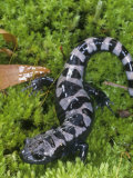 Marbled Salamander  Ambystoma Opacum  Eastern North America