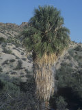 California Fan Palm  Washingtonia Filifera  California  USA