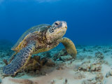 Green Sea Turtle (Chelonia Mydas)  an Endangered Species  Hawaii  USA