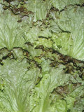 Lettuce Variety Red Leaf