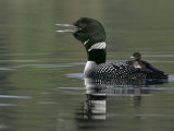 Common Loon (Gavia Immer)Calling with a Chick Riding on its Back Kamloops  British Columbia  Canada