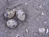 Black Skimmer  Rhynchops Niger  Ground Nest with Three Eggs  Florida  USA