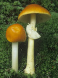 Caesars Amanita Mushrooms Growing Among Mosses on the Forest Floor  Amanita Caesarea  Central USA