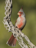 Pyrrhuloxia Male on a Cholla Cactus Skeleton (Cardinalis Sinuatus)  Sonoran Desert  Arizona  USA