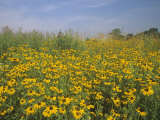 Black-Eyed Susans  Rudbeckia Hirta  in a Meadow  Eastern USA
