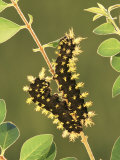 Saturnid Moth Larvae or Caterpillars (Leucanella Leucane)  Family Saturniidae  Mexico
