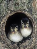 Two Wood Duck Young Peering from their Nest Hole in a Tree  Aix Sponsa  North America