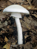 Destroying Angel Mushroom  Amanita Virosa  Ohio