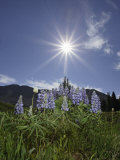 Lupine  Lupinus  Colorado  USA