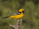 Hooded Oriole Male (Icterus Cucullatus) on a Snag  Arizona  USA